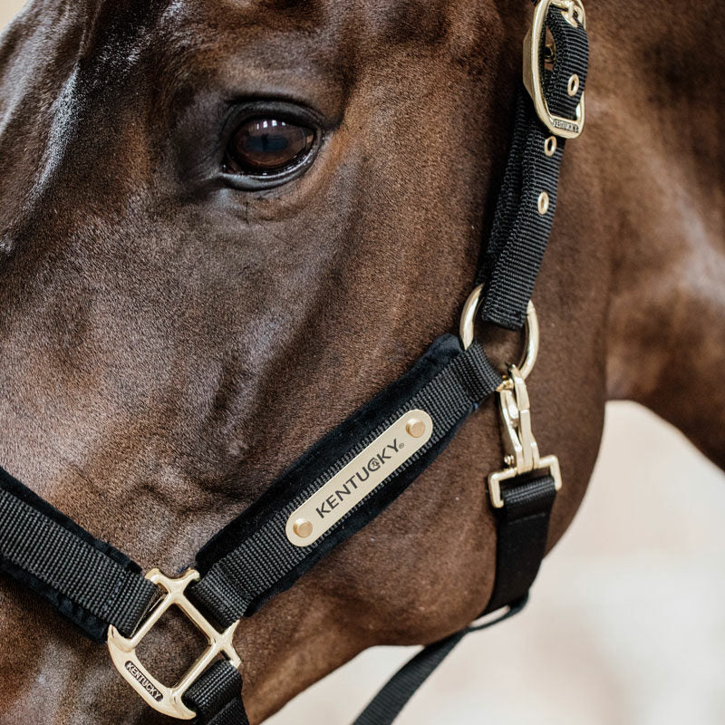 Kentucky Velvet Head Collar