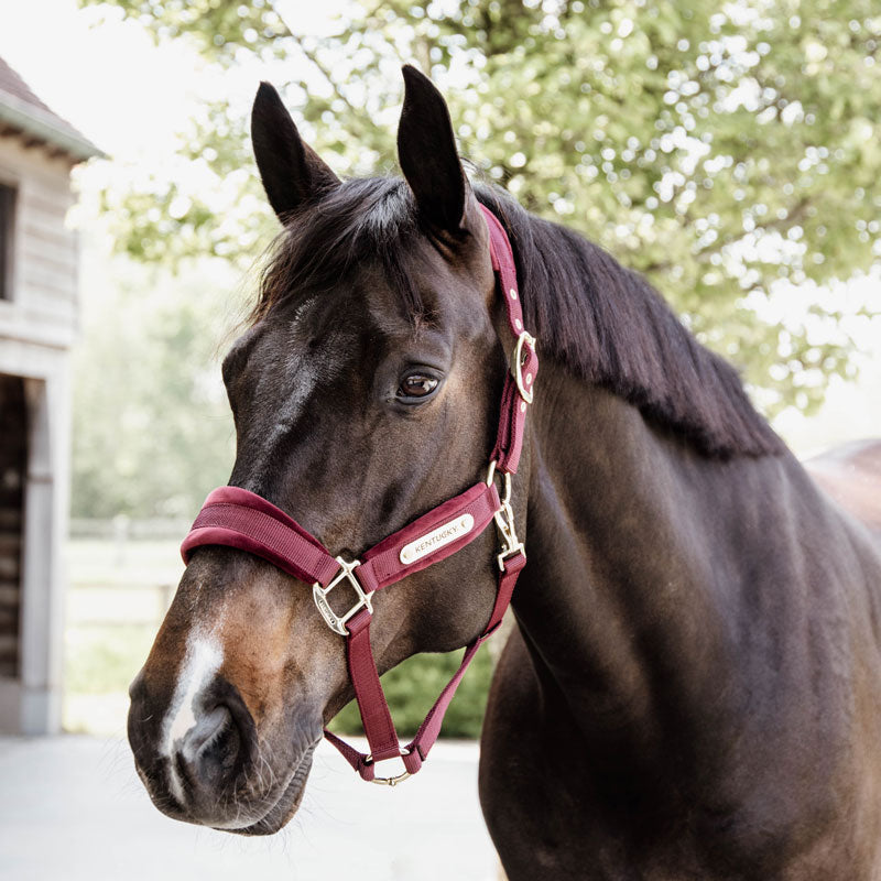 Kentucky Velvet Head Collar