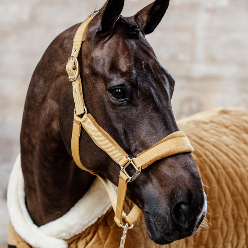Kentucky Velvet Head Collar