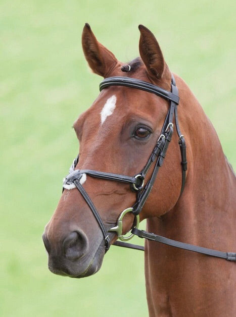 SHIRES SALISBURY BRACKLEY BRIDLE 290